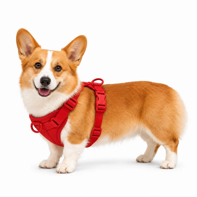 Harnais Ergonomique Spécial Corgi